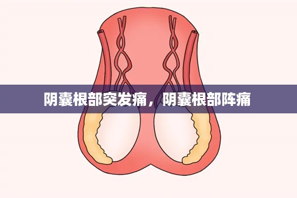 阴囊根部突发痛，阴囊根部阵痛 